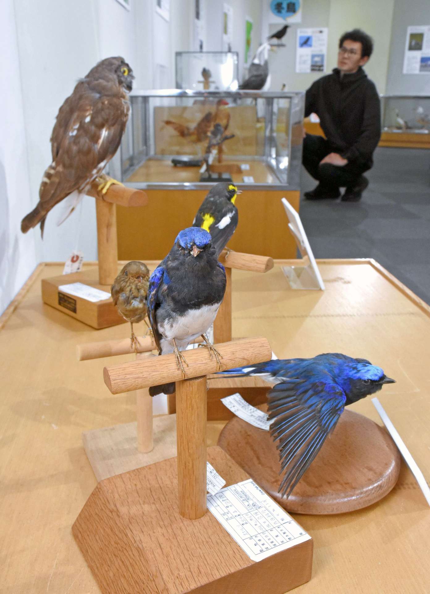 野鳥のはく製やパネルが並ぶ会場＝出水市文化町