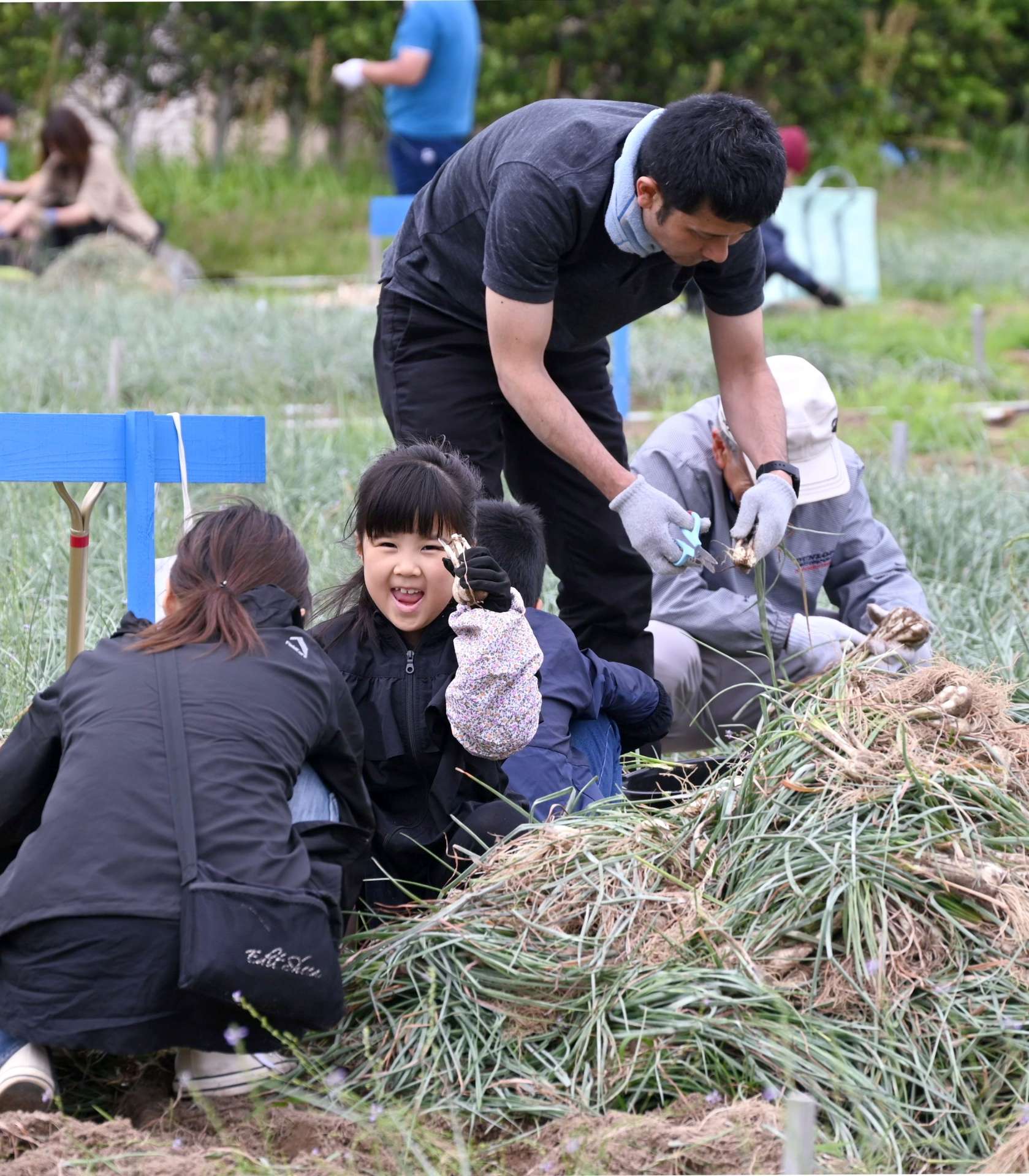 ラッキョウを収穫する家族連れ＝１１日、南さつま市加世田高橋