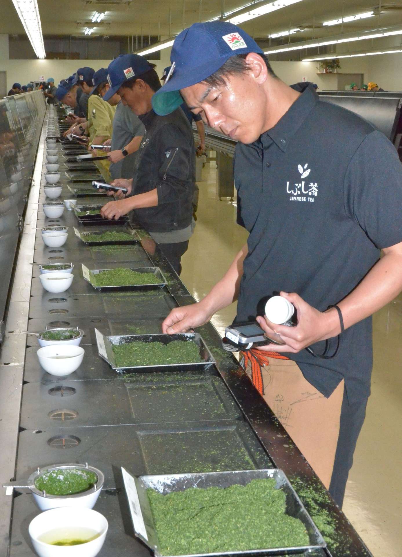 ２０２５年産てん茶の香りや手触りなどを確認する茶商ら＝１４日、鹿児島市の県茶市場