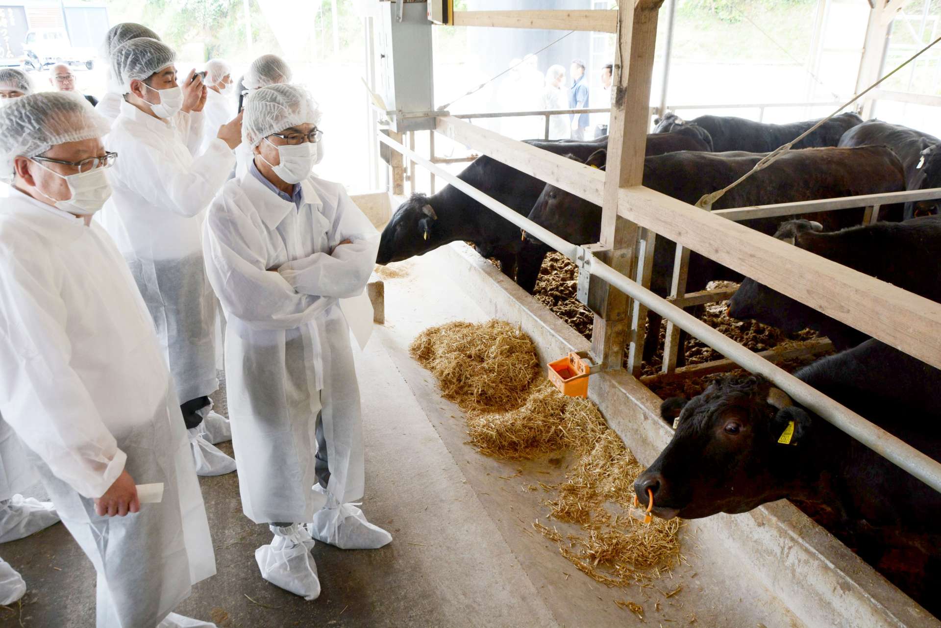牛舎を視察する東京食肉市場の関係者＝１５日、さつま町永野