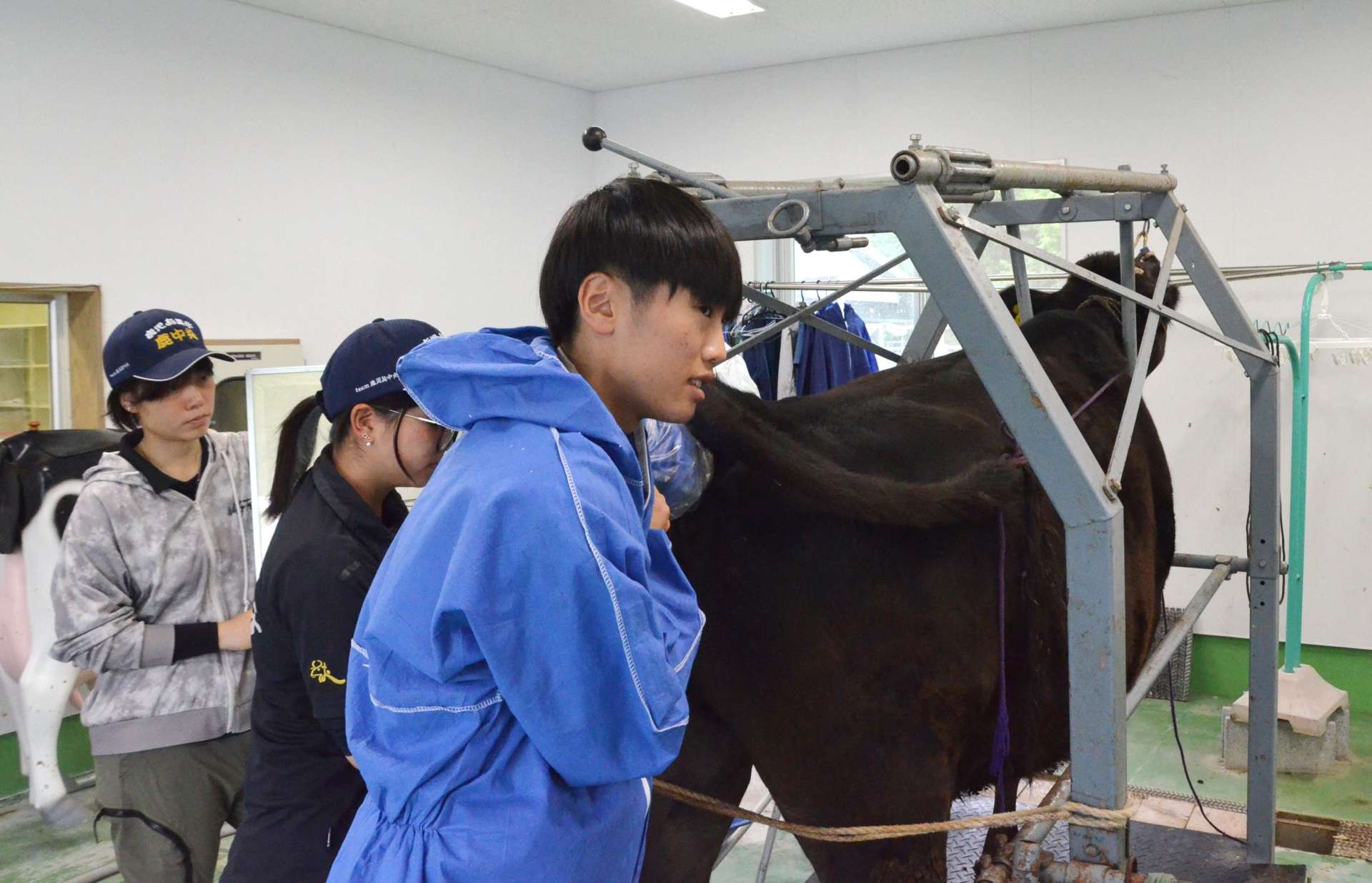 牛の直腸検査を体験する参加者＝１８日、日置市の県立農業大学校