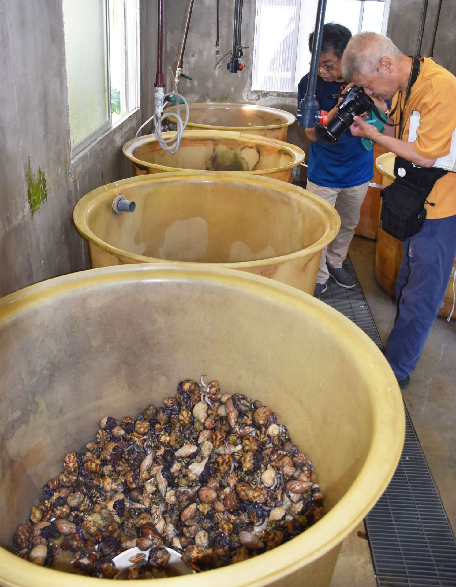 「証拠品」となり、施設で保護されている大量のオカヤドカリ＝２２日、奄美市