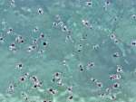 海面に集まったクリイロカメガイ＝２７日、長島町の蔵之元港