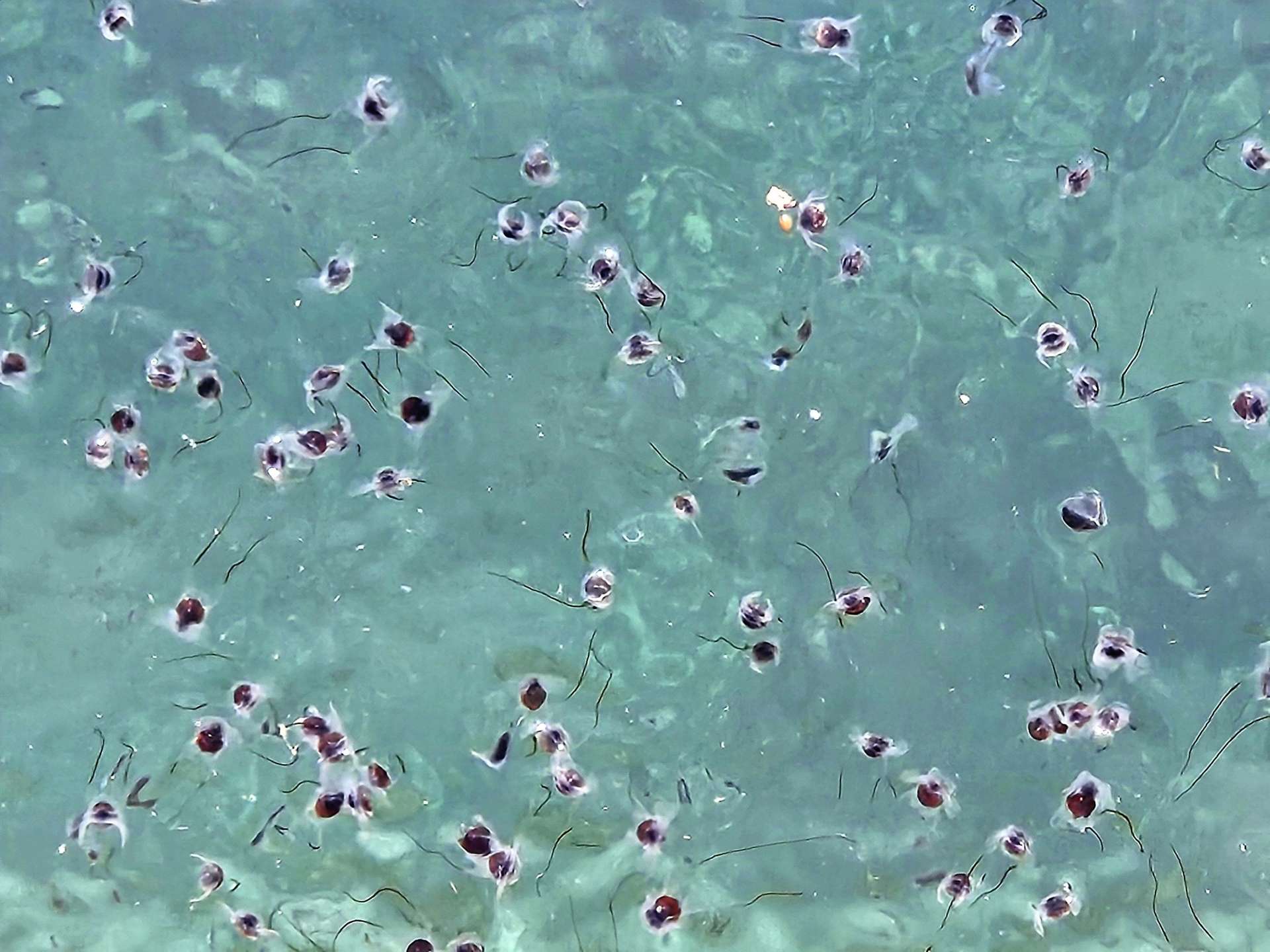 海面に集まったクリイロカメガイ＝２７日、長島町の蔵之元港
