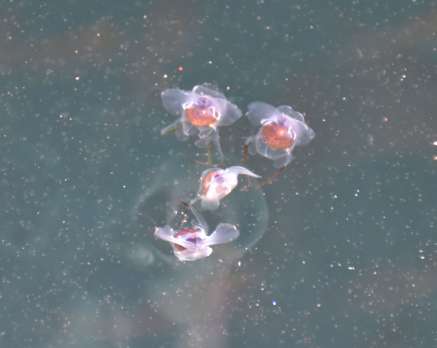 〈関連＝アップで見る〉海面を泳ぎ回るクリイロカメガイ＝２７日、長島町の蔵之元港
