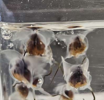 水槽を泳ぐクリイロカメガイ＝２７日、長島町の蔵之元港