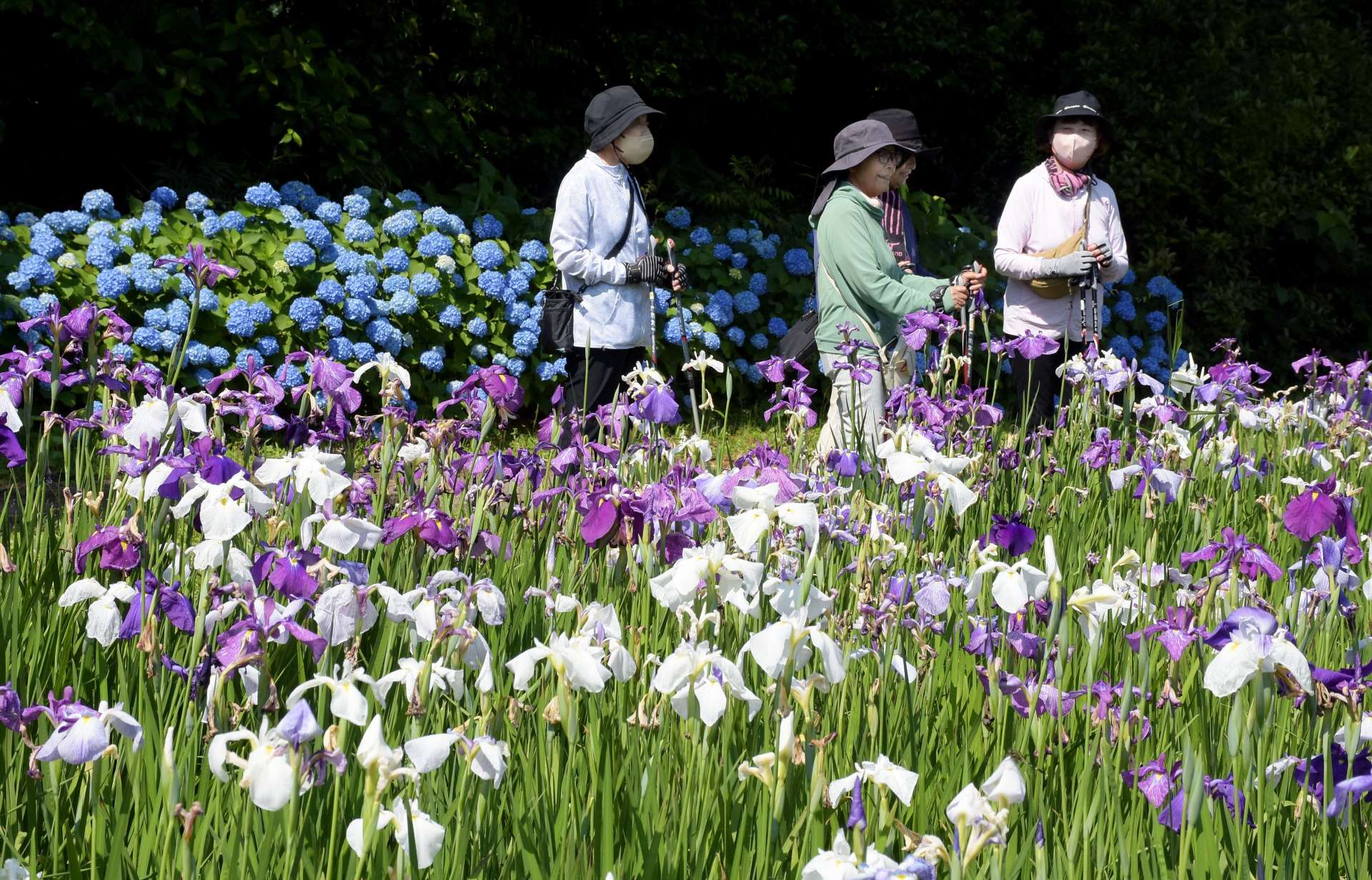 見頃を迎えているふれあいの里公園のハナショウブとアジサイ＝５月３１日、大崎町神領