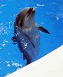愛称が「ユキ」に決まった２月生まれの赤ちゃんイルカ（かごしま水族館提供）