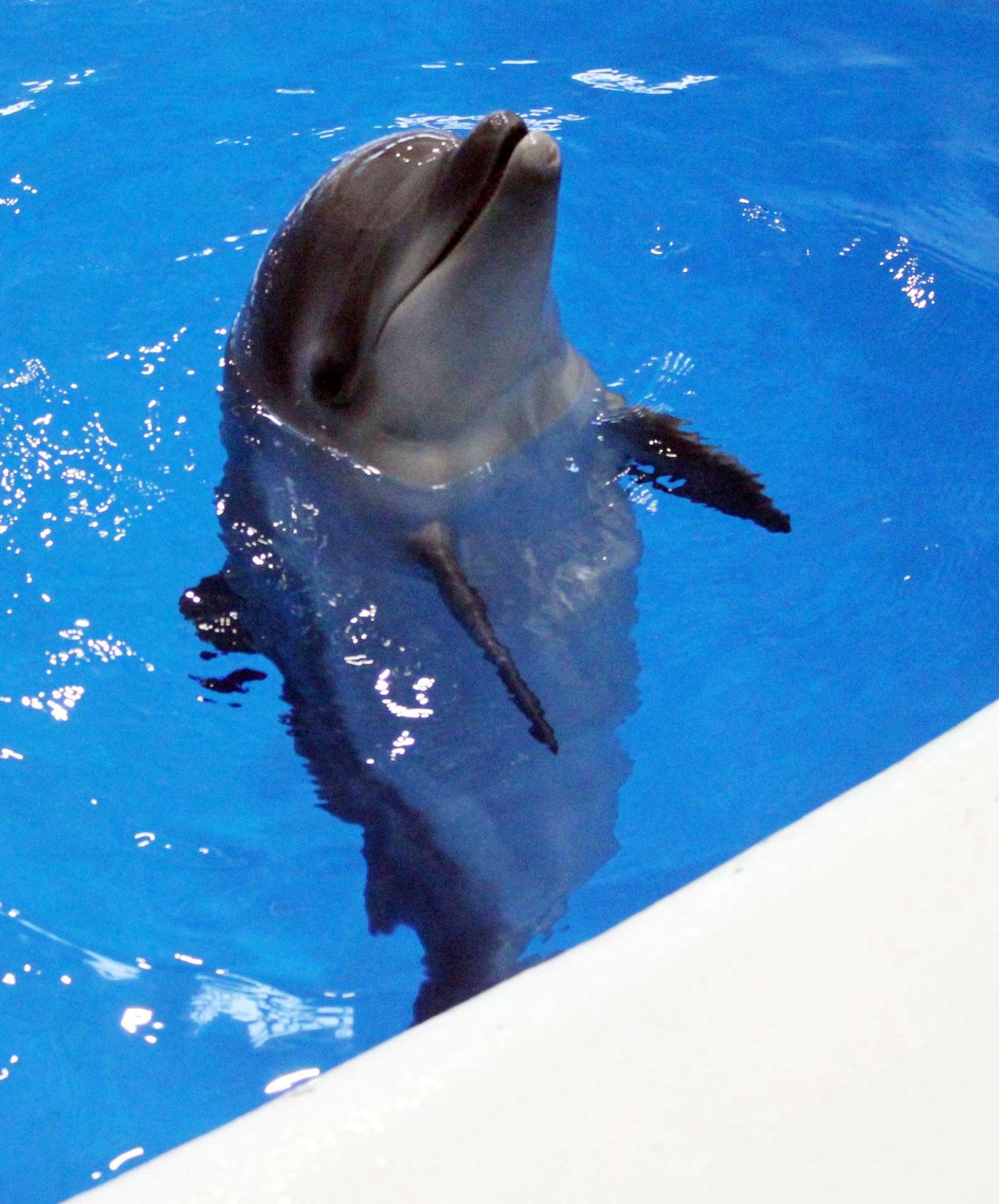 愛称が「ユキ」に決まった２月生まれの赤ちゃんイルカ（かごしま水族館提供）