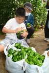 袋いっぱいにピーマンを収穫する参加者＝南さつま市加世田高橋