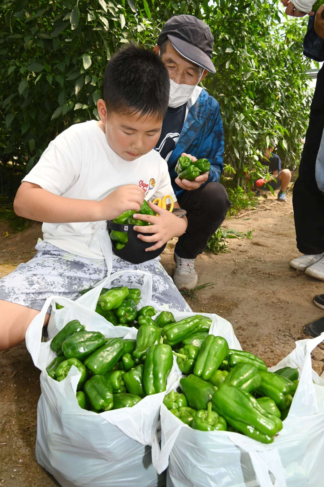 袋いっぱいにピーマンを収穫する参加者＝南さつま市加世田高橋