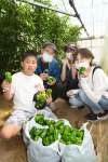 袋いっぱいにピーマンを収穫する参加者＝南さつま市加世田高橋