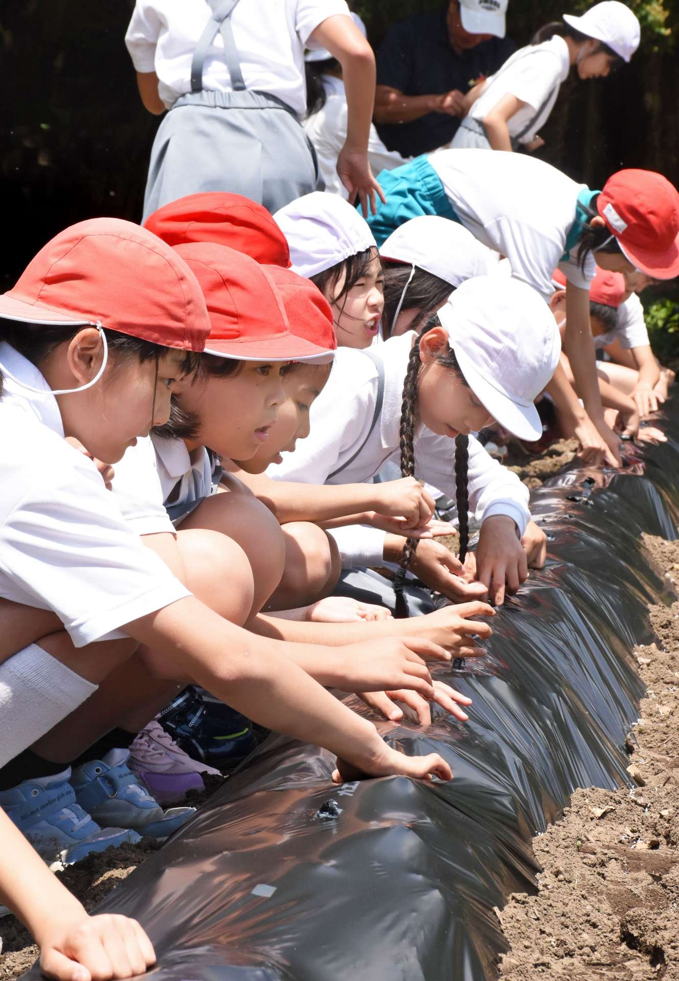 出水在来落花生の種をまく児童＝出水市の大川内小学校
