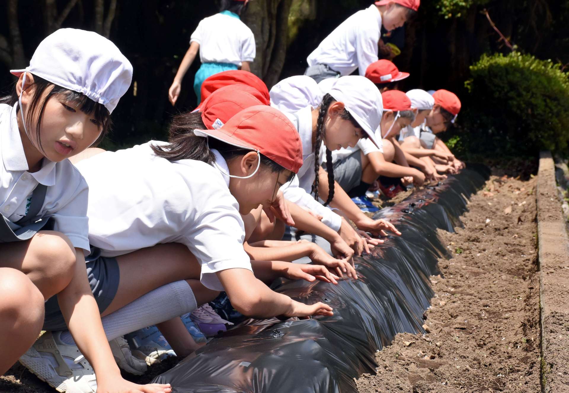 出水在来落花生の種まきをする児童＝出水市の大川内小学校