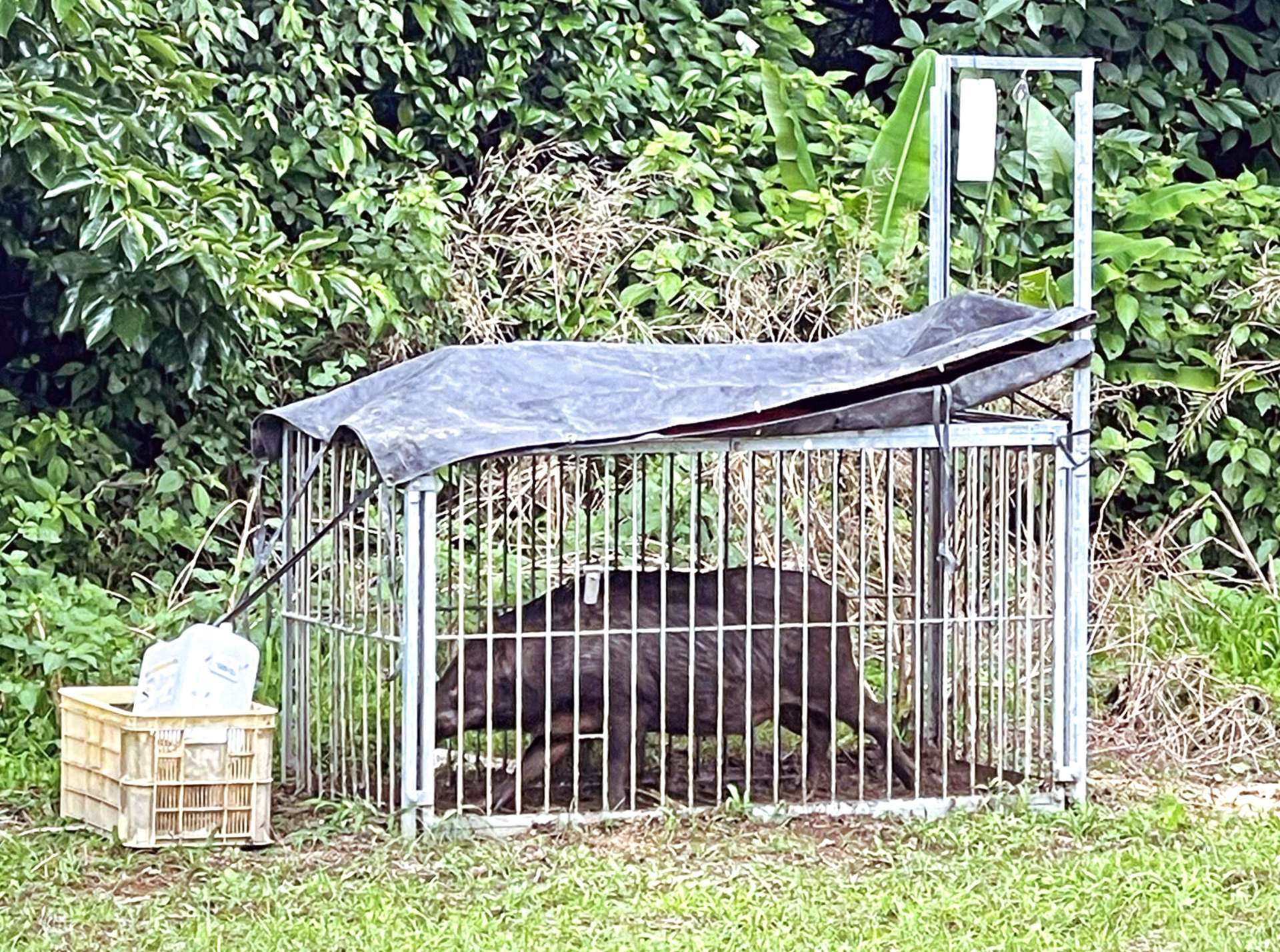 わなにかかったイノシシ＝２０２４年６月、鹿児島市犬迫町（チーム犬迫スペシャルハンターズ提供）