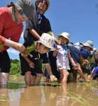 手植えをする親子連れ＝伊佐市大口山野