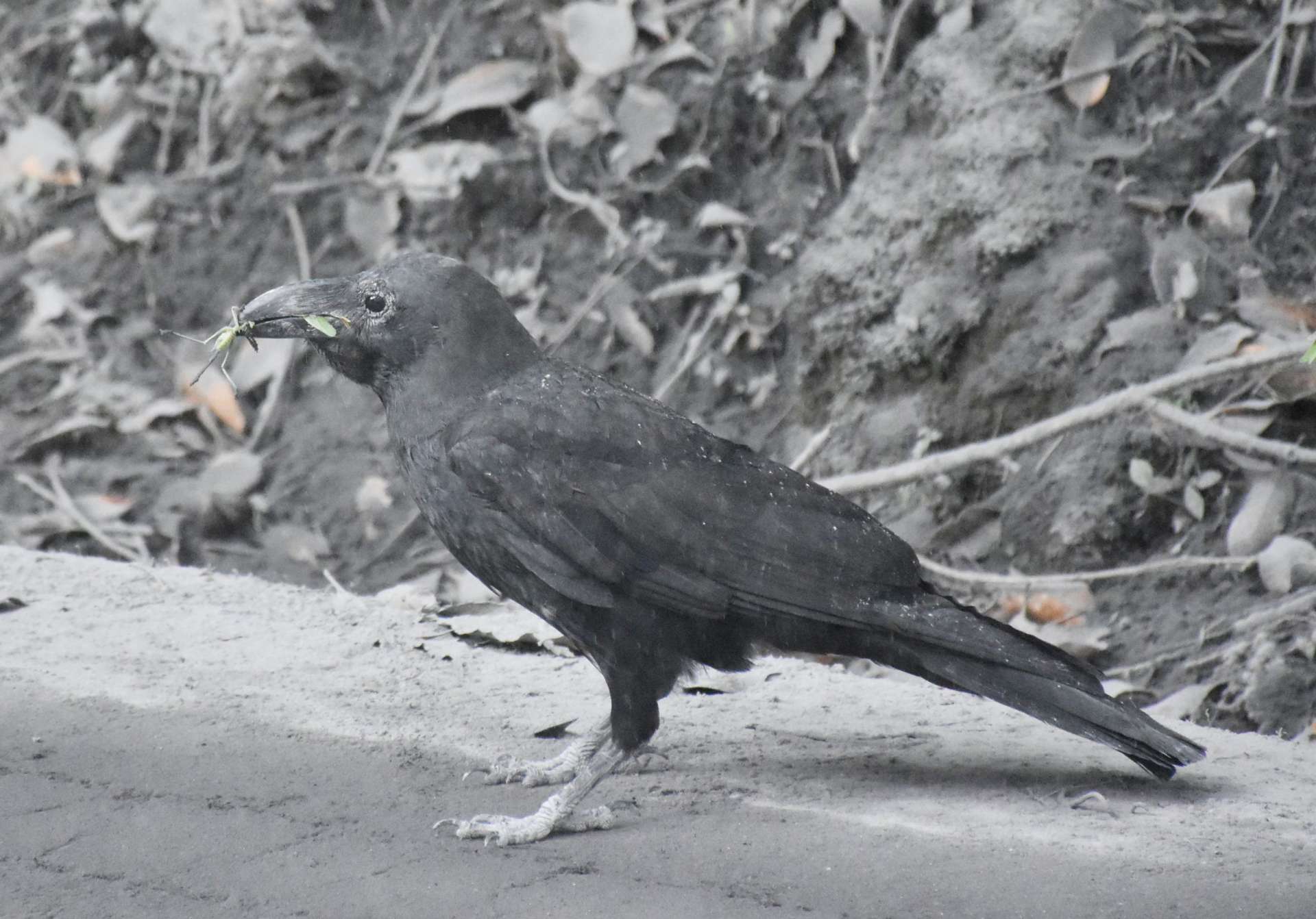 灰をかぶるカラス＝４日午後０時半ごろ、霧島市牧園町高千穂の県道上