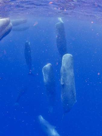 （別カット）立ち寝するマッコウクジラ＝６月２３日、宇検村沖（興克樹さん提供）