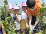 高校生の指導で、スイートコーンの収穫を体験する園児ら＝指宿市の山川高校