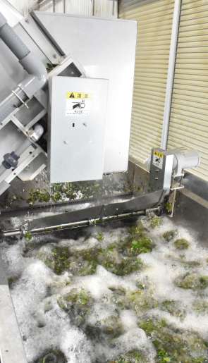 〈洗浄機で水洗いされる茶葉）＝霧島市牧園町万膳の霧島中央製茶