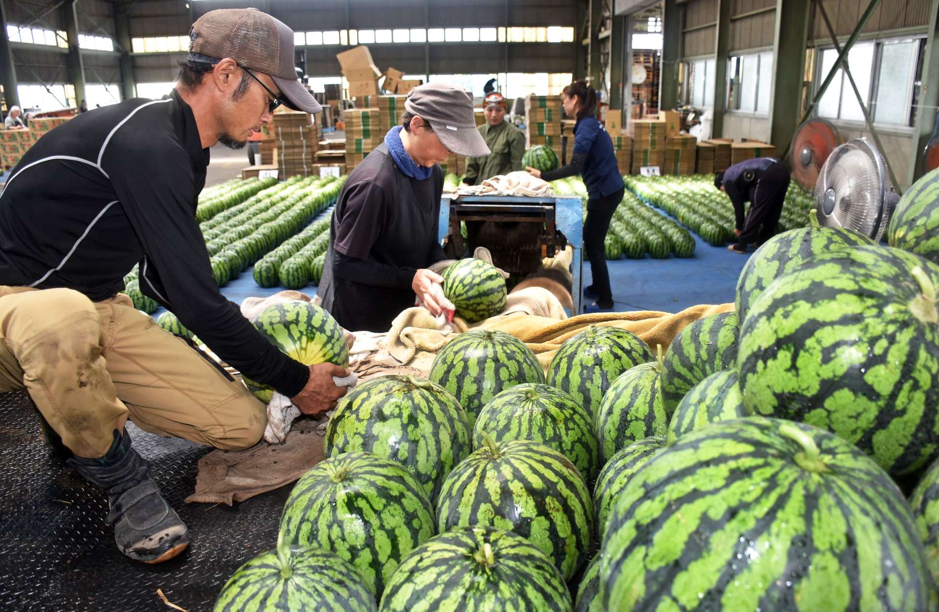 スイカを１個ずつタオルで拭いて大きさごとに分ける生産者＝曽於市大隅のＪＡそお鹿児島第一野菜流通センター