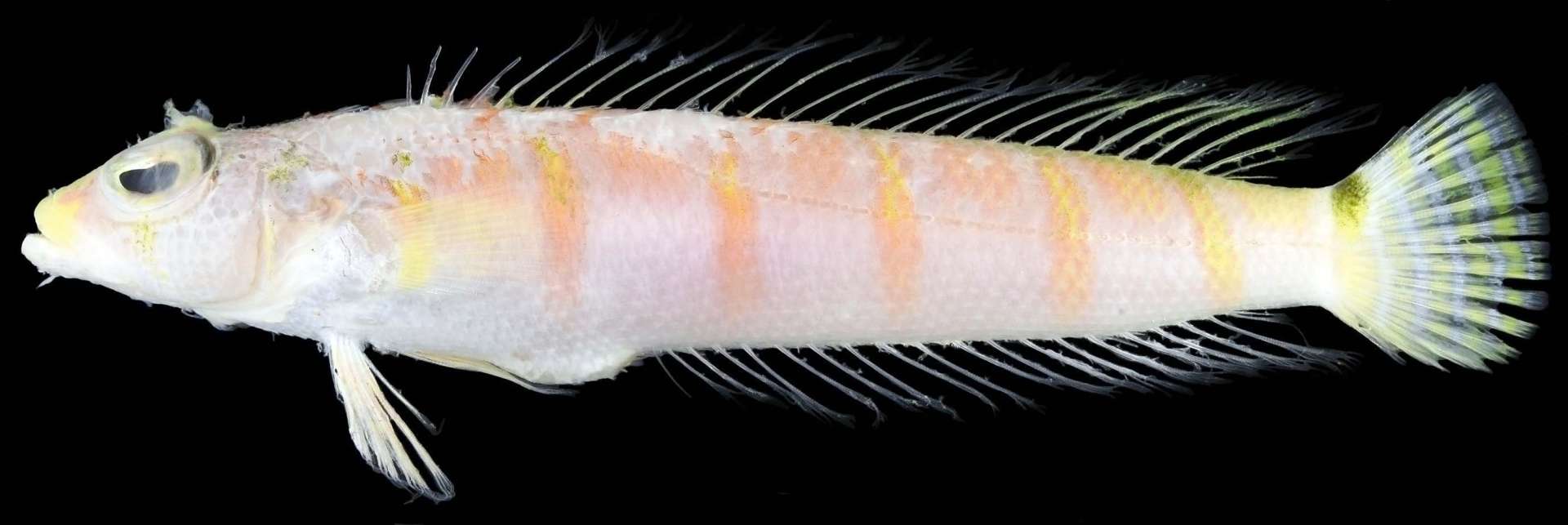 〈奄美大島で釣れた〉アカヤガラの口内から見つかったハネズトラギス（鹿児島大総合研究博物館提供）