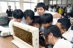 観察箱のセイヨウミツバチを見つめる生徒たち＝１２日、出水市の野田中学校