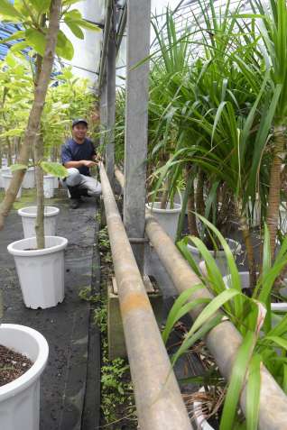 〈栽培規模は日本有数〉寒さに弱い観葉植物を育てるため、ハウス内に張り巡らされた温泉の配管＝指宿市西方