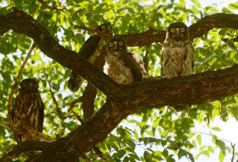丸い目を輝かせるアオバズクのひな３羽と親鳥（左）＝２１日、さつま町宮之城屋地の盈進小学校