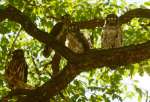 丸い目を輝かせるアオバズクのひな３羽と親鳥（左）＝２１日、さつま町宮之城屋地の盈進小学校
