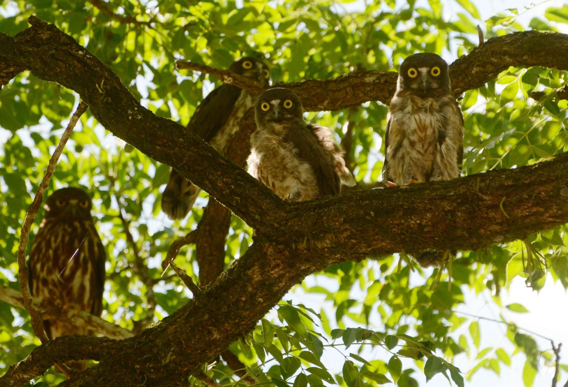 丸い目を輝かせるアオバズクのひな３羽と親鳥（左）＝２１日、さつま町宮之城屋地の盈進小学校