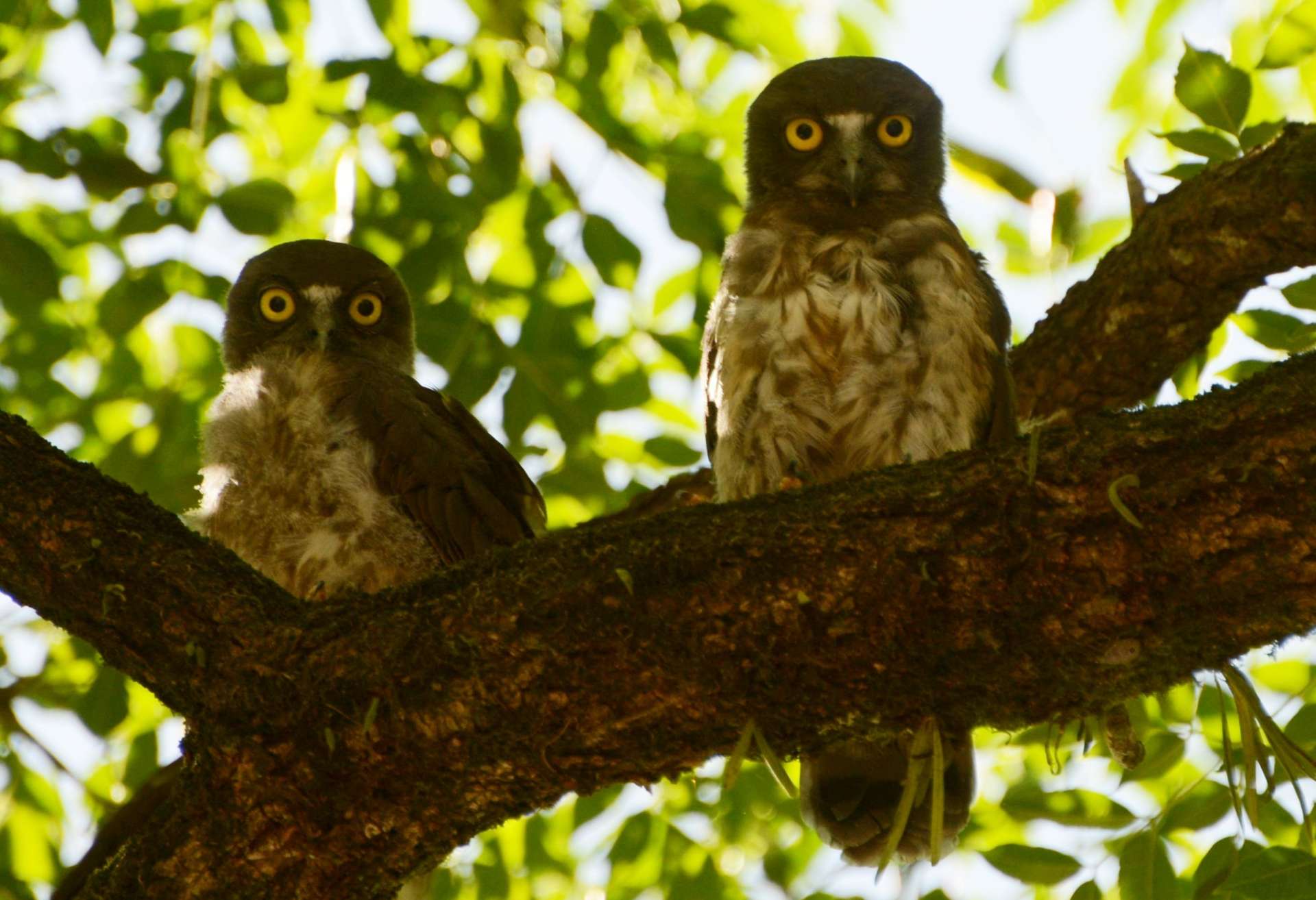 茶色のまだら模様がはっきりしないのが特徴のアオバズクのひな＝２１日、さつま町宮之城屋地の盈進小学校