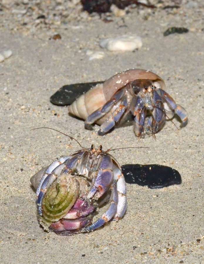 〈ズームアップ〉波打ち際に向かうオカヤドカリ＝大和村の国直海岸