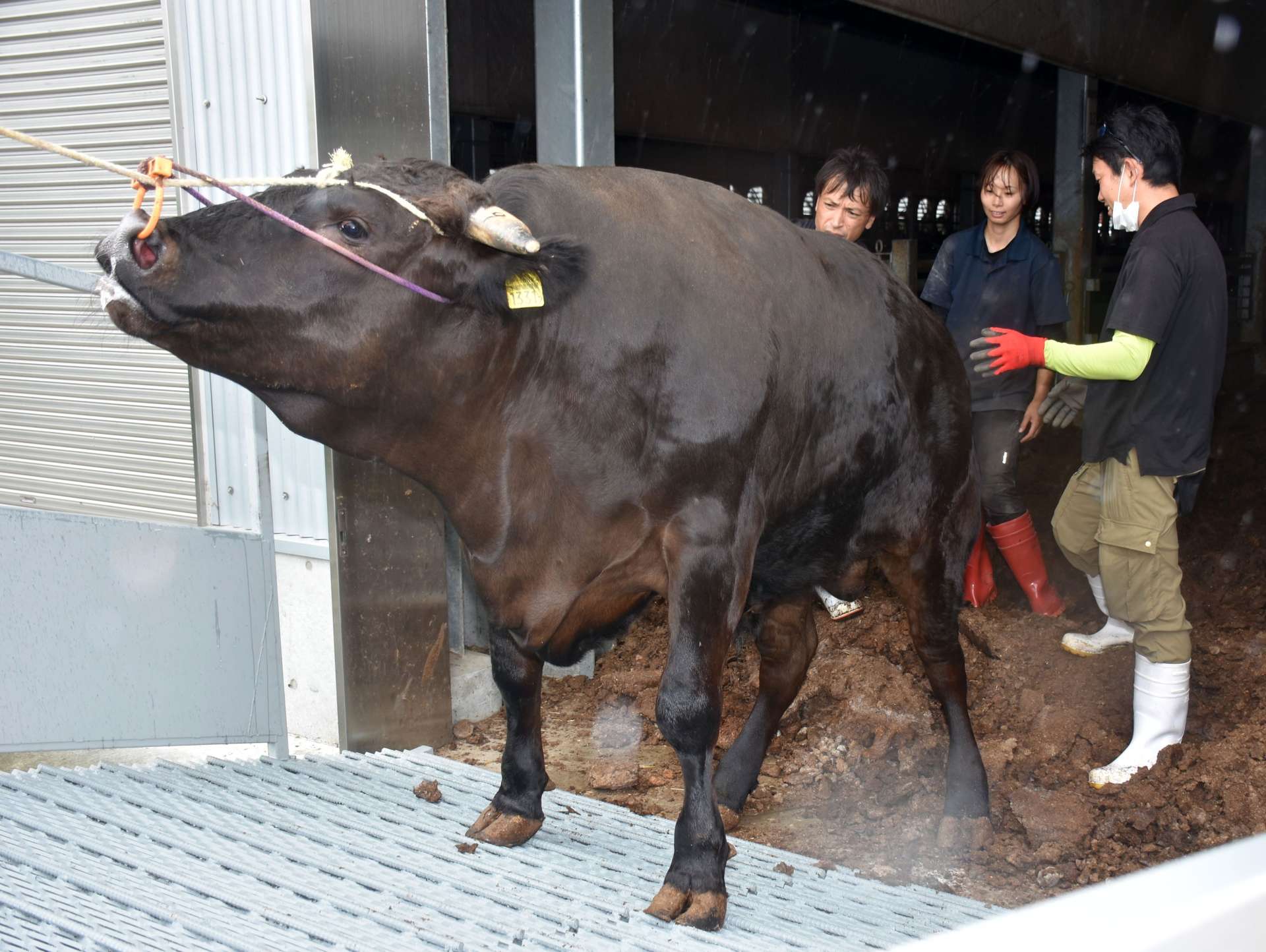 トラックに積み込まれる黒毛和牛＝曽於市の南九州畜産獣医学拠点