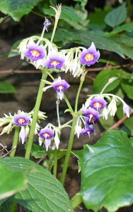 小さな花をつけたイワタバコ＝曽於市財部
