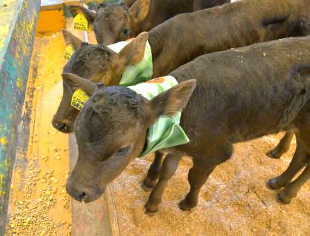 （別カット）熱中症対策に冷感マフラーを首に巻く子牛