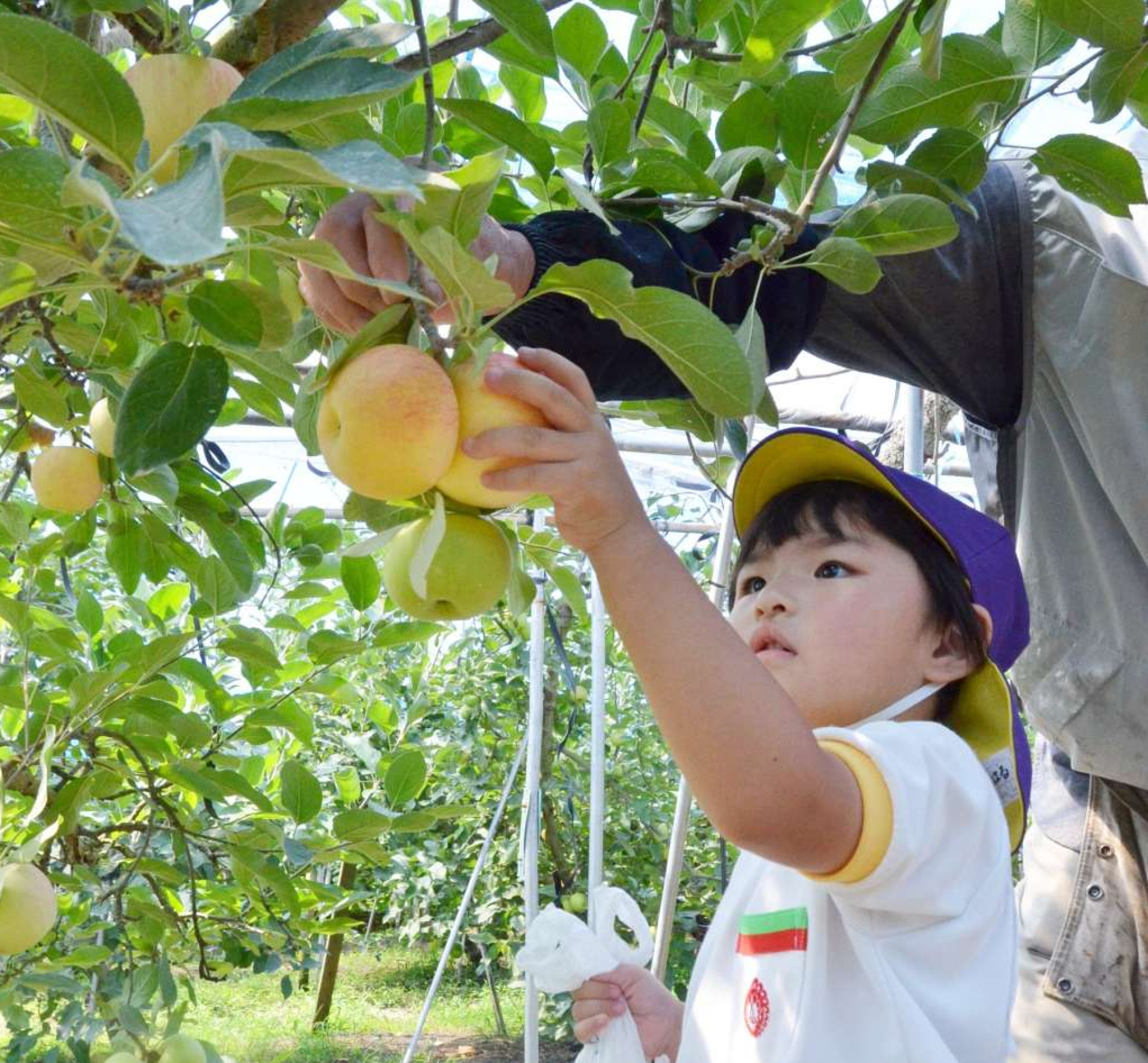 リンゴ狩りを楽しむ園児＝５日、都城市蓑原町の多田りんご園