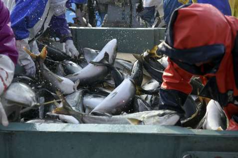 米国向けを中心に養殖ブリを輸出している長島町の東町漁協（同漁協提供）