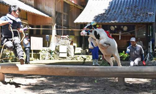 迫力あるジャンプを見せる牛＝えびの市の菅原神社