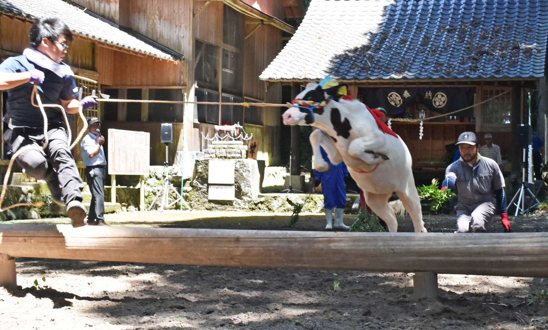 迫力あるジャンプを見せる牛＝えびの市の菅原神社