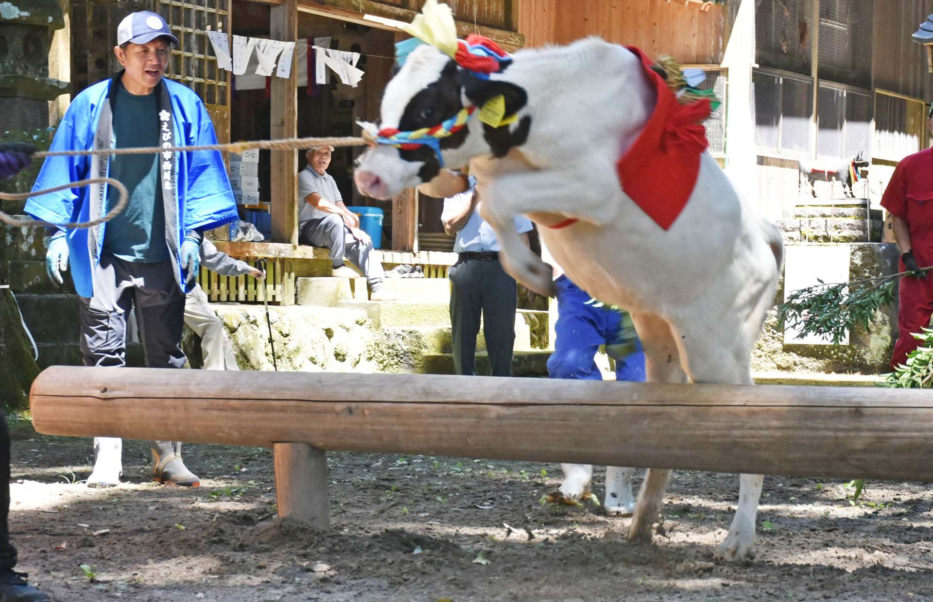 迫力ある跳躍を見せる牛＝えびの市の菅原神社