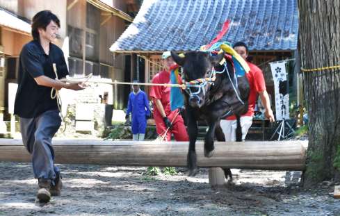 〈別の牛のジャンプ〉迫力ある跳躍を見せる牛＝えびの市の菅原神社