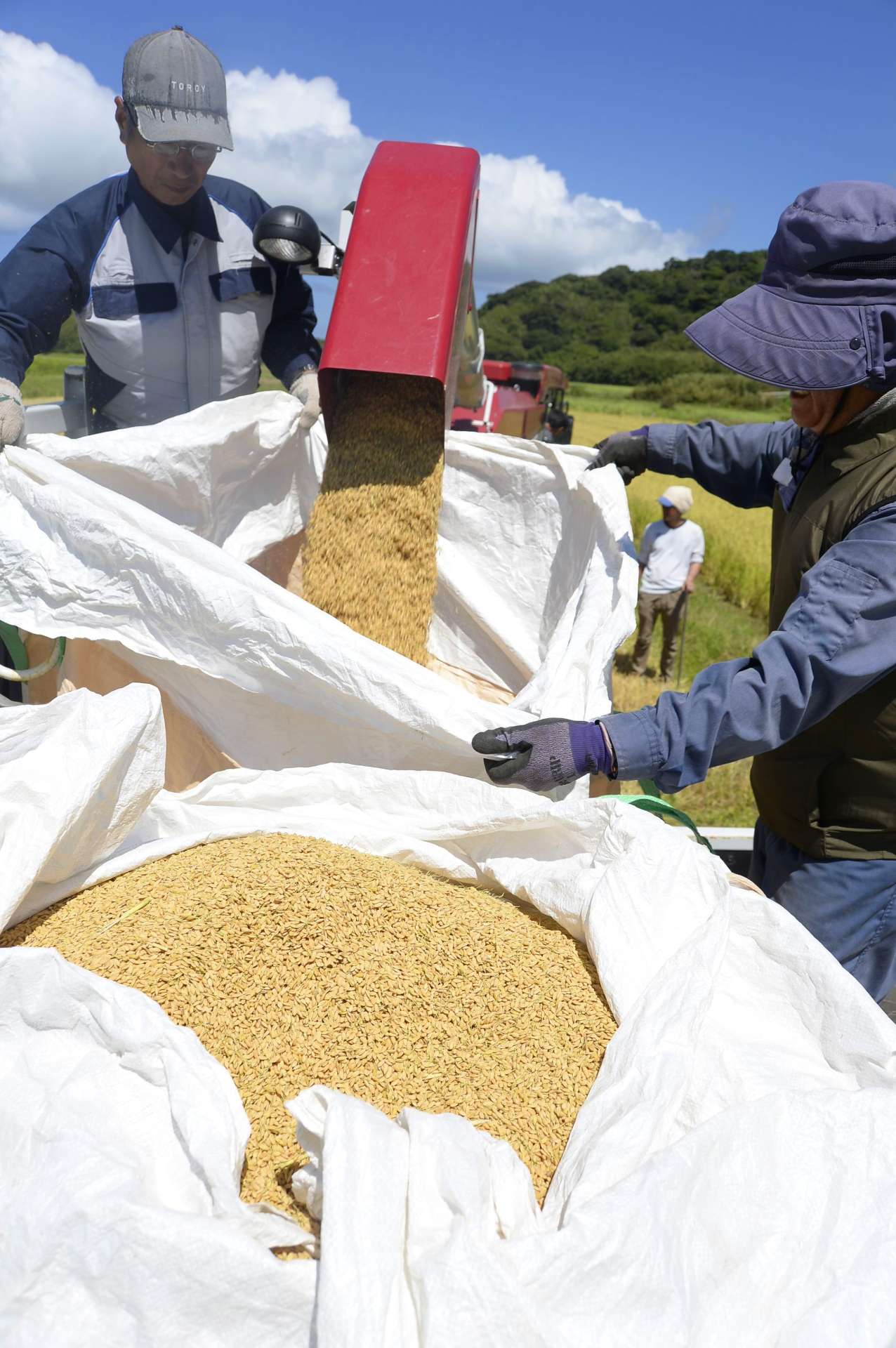 〈関連〉投球検査では１等米の基準をクリア。直播き農法で収穫されたコメの袋詰め作業＝中種子町野間