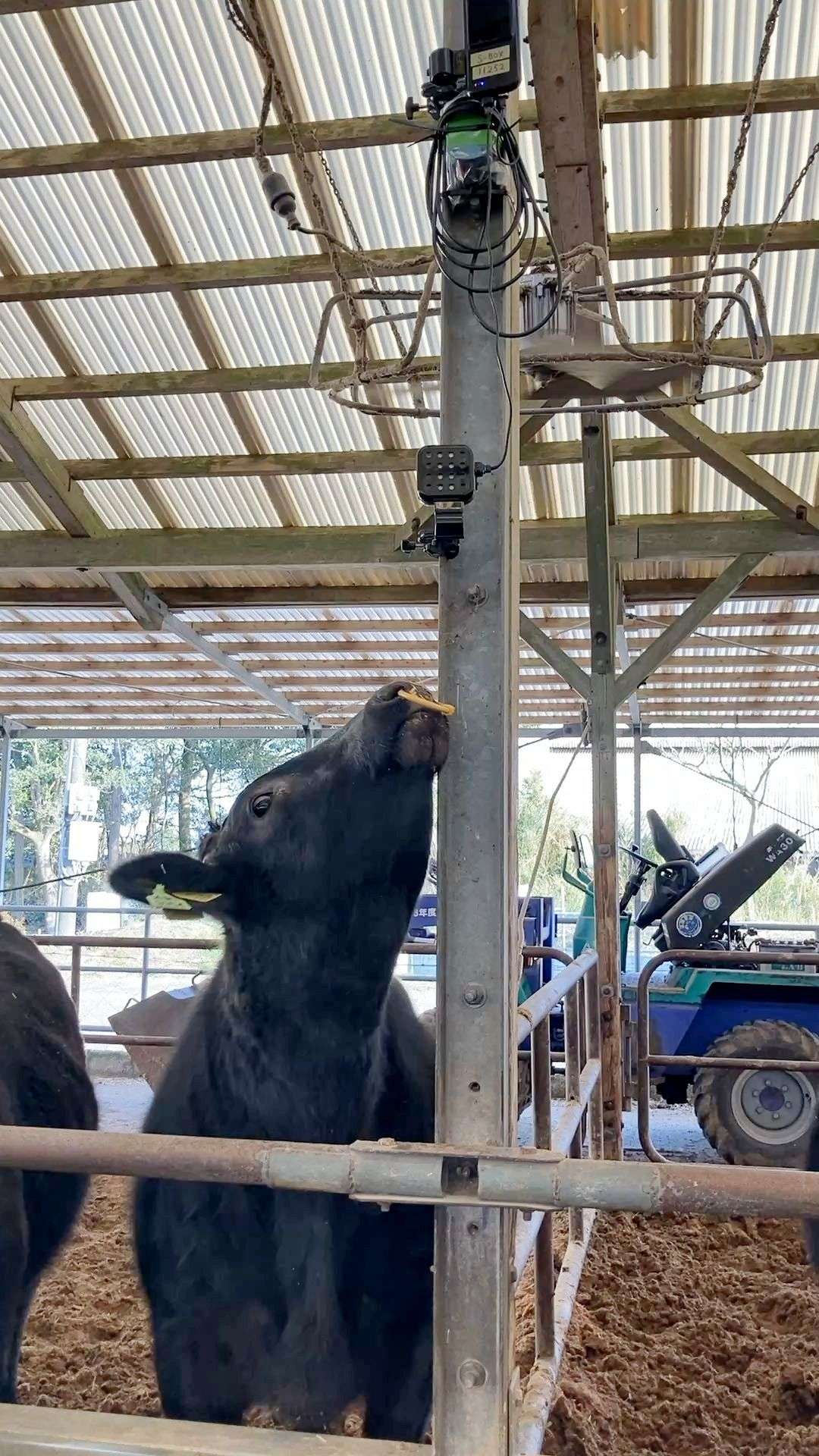 〈こうやって測定＝実証中の牛舎〉センサーを使って、肉用牛生産で出る温室効果ガス（ＧＨＧ）の排出量削減を調べる実証実験（ＪＡ鹿児島県経済連提供）