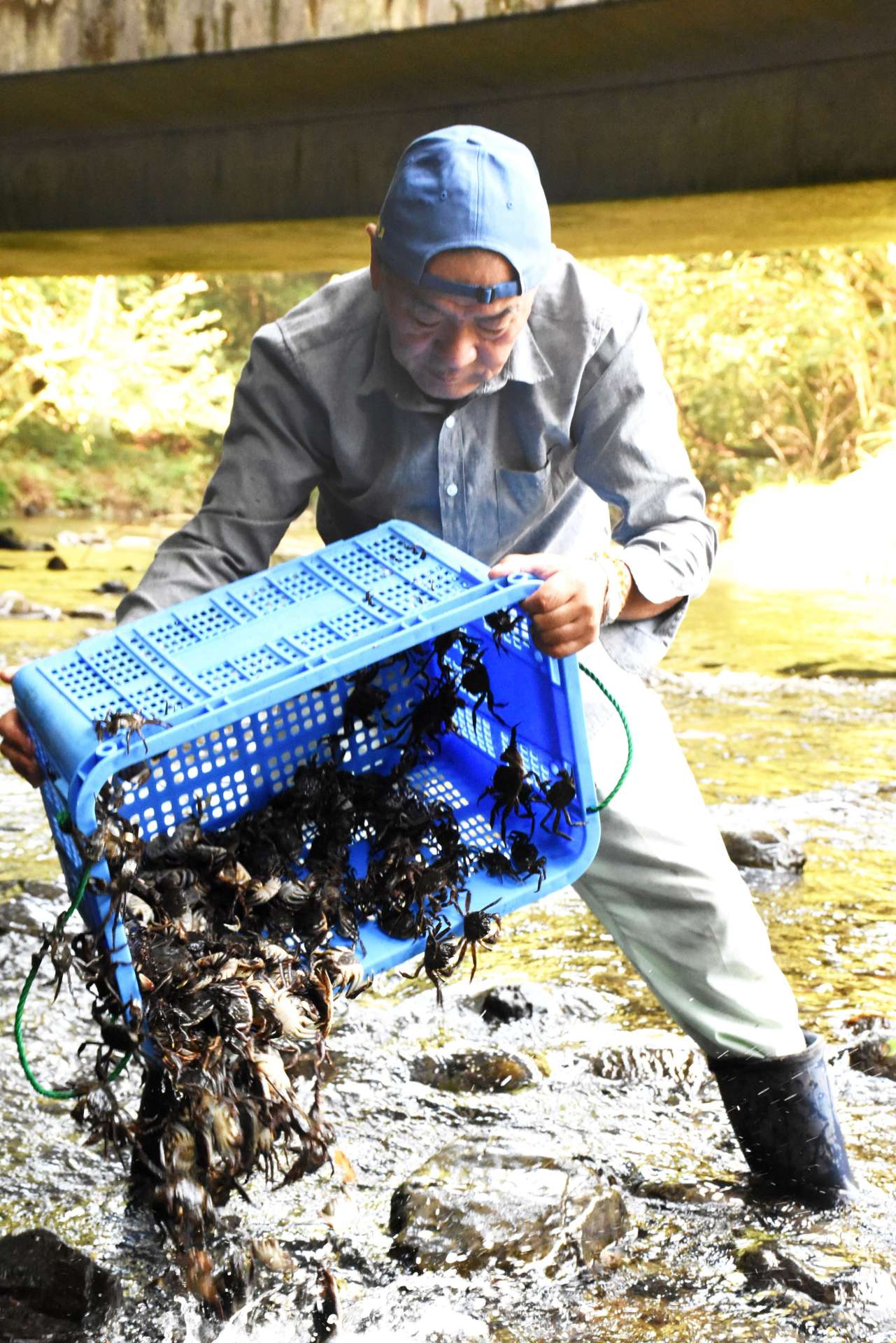 高尾野川に放流されるモクズガニ＝出水市高尾野