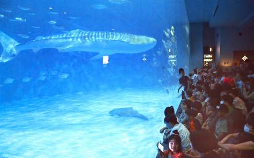 搬出前にあった１０代目ユウユウお別れセレモニー＝１７日、鹿児島市のかごしま水族館