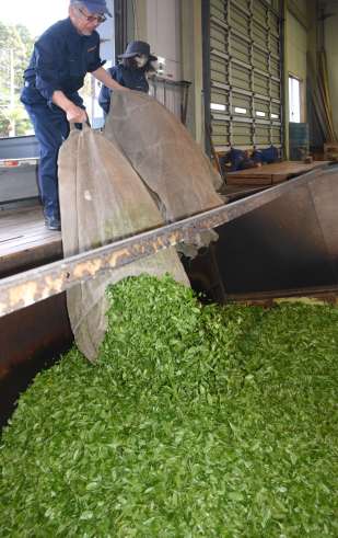 加工場に運び込まれた一番茶の生葉＝３月、西之表市古田