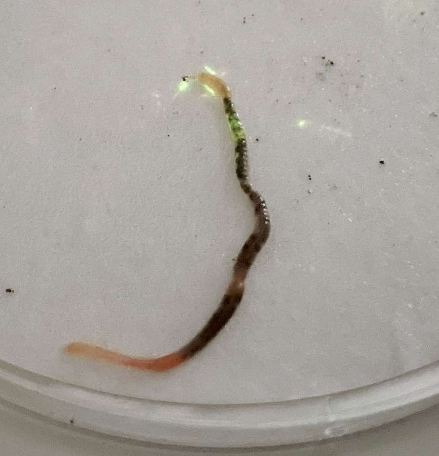 〈ホタルのように緑色に光る〉発光性粘液を放出するホタルミミズ（加藤太一郎准教授提供）