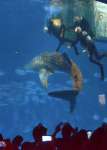 〈悠々とした泳ぎ〉黒潮大水槽に搬入され、泳ぎ出す１１代目ユウユウ＝鹿児島市のかごしま水族館