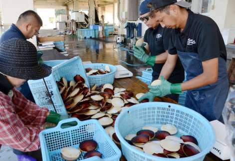 ツキヒガイ漁が解禁され、手際よく仕分ける江口漁協の職員ら＝１日、鹿児島県日置市東市来の同漁協